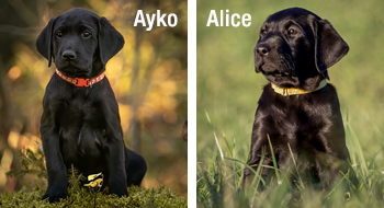 Labrador Retriever